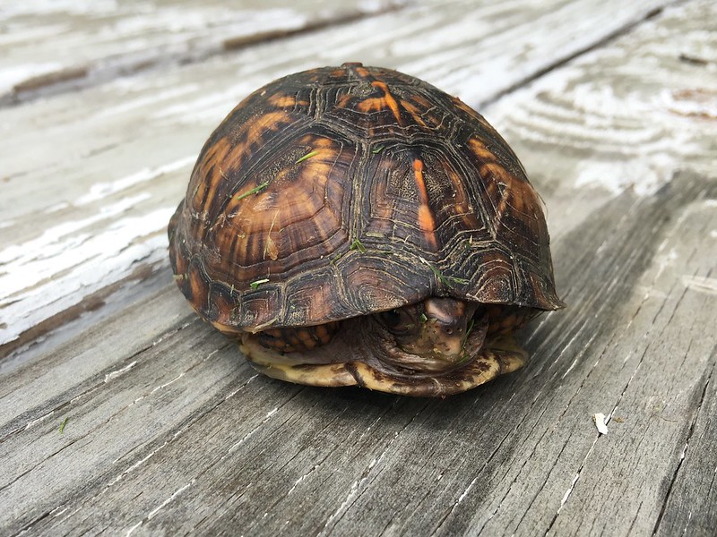 Tortoise hiding inside its shell