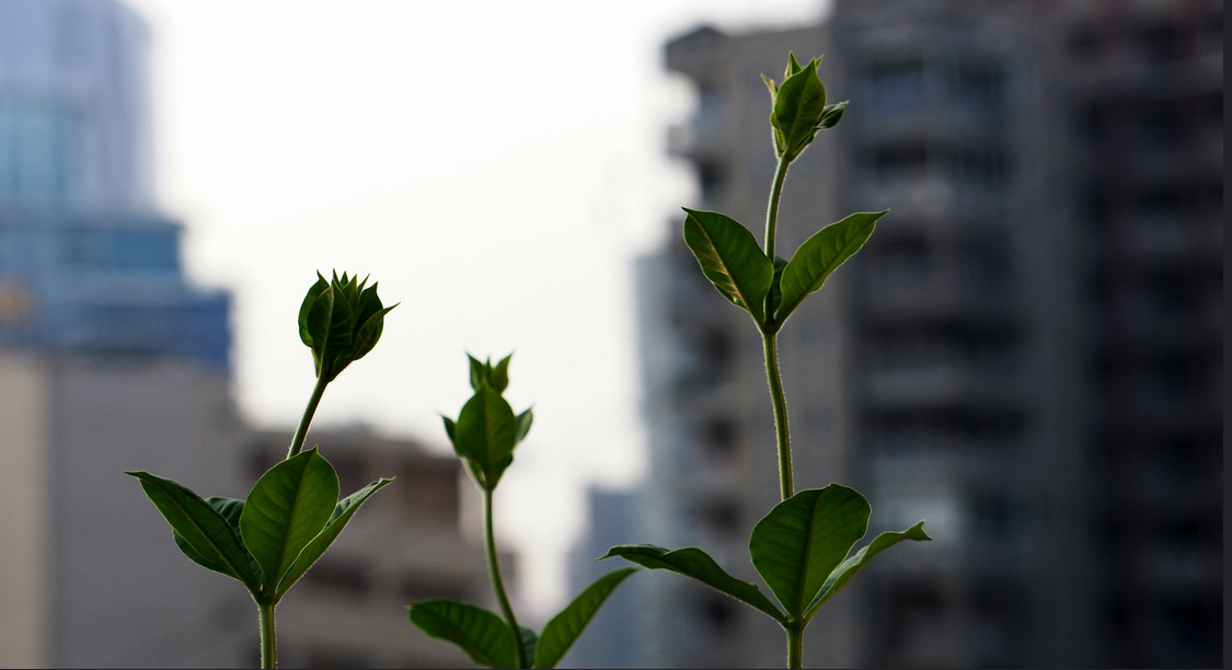 Two flower buds with the city behind them